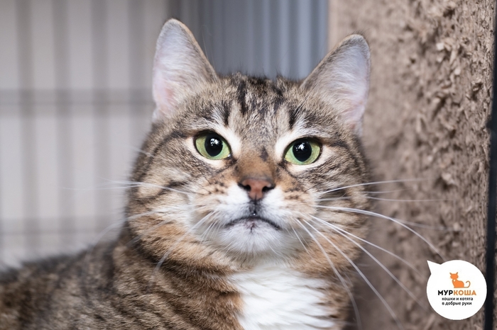 Кошка Рябинушка, 8 лет, поступила из переполненной квартиры.