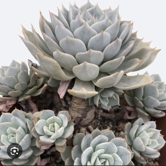 � ���������