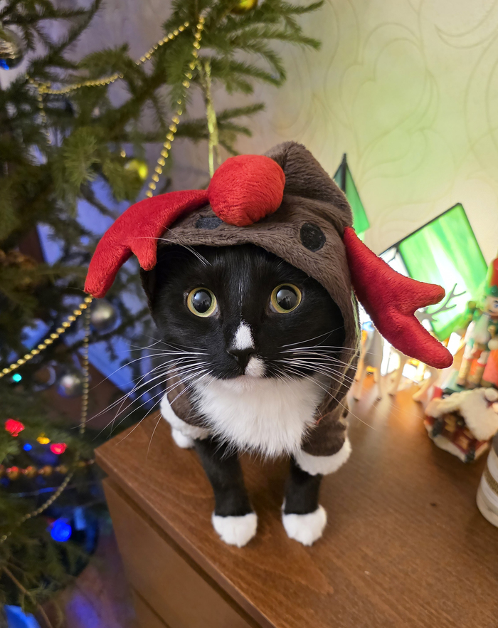 Рождественский кот