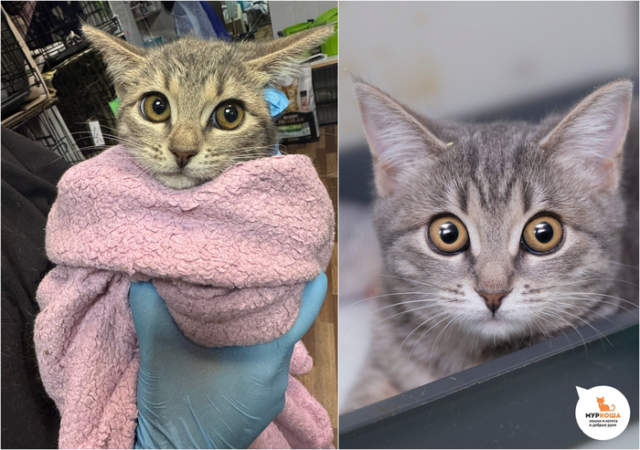 ������-������� ����, 4 ������, ������� �� �����.