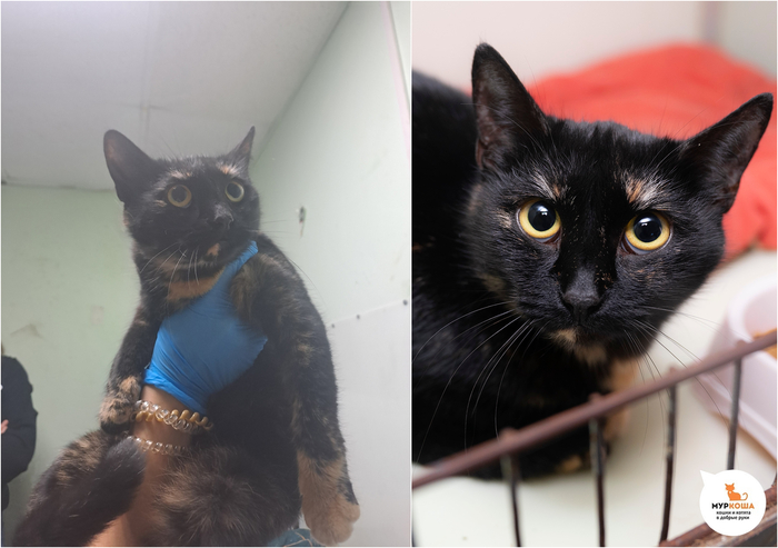 ����� ������, 1 ���, ������� �� �����.