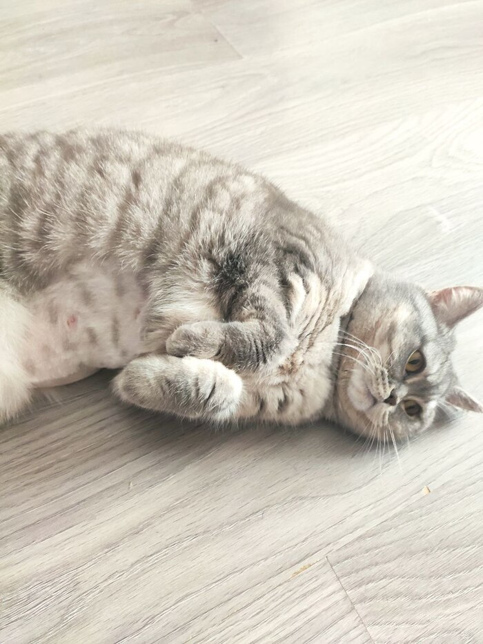 ������ �����