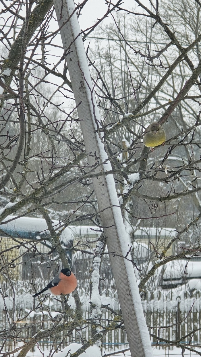 ��������� ���������, �������� ������