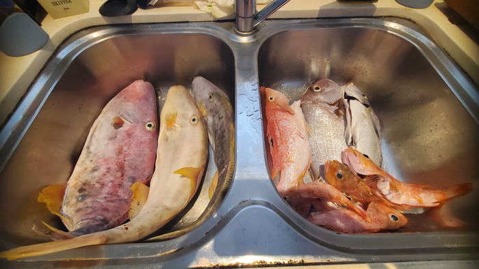 �����: 3 leatherjackets (����-��������); ������: pig-fish (����-������), �������, �������, 4 ����-���������.