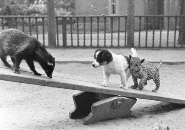 �������� ���������