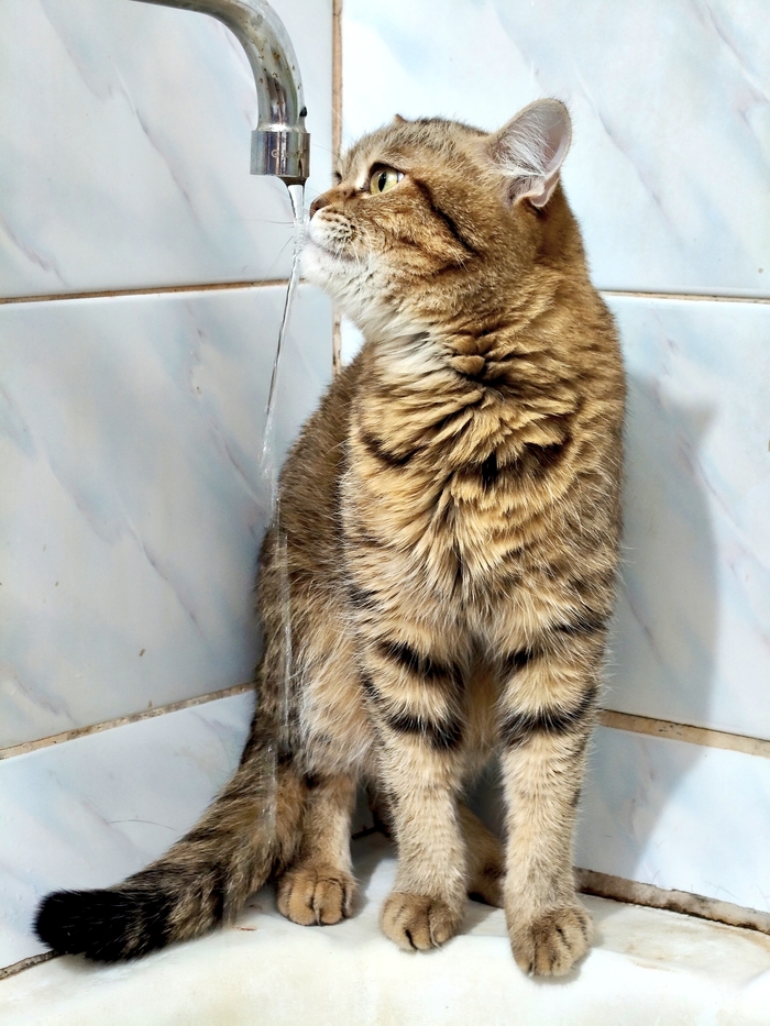 Кошка Алиса