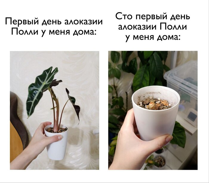 Вопрос к цветоводам