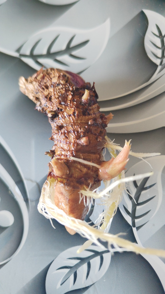 Двуликая многосиса