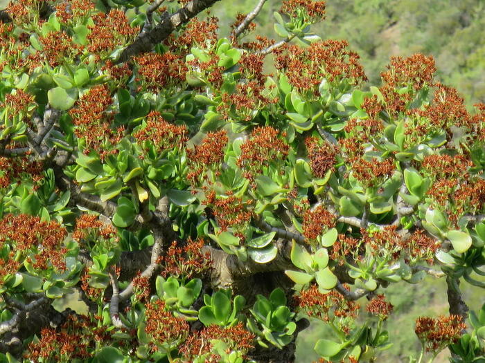 Толстянка с отцветшими цветками и плодами, провинция Восточный Кэйп. Фото D. Turner с сайта <!--noindex--><a href="https://pikabu.ru/story/tolstyanka__denezhnoe_derevo_13580604?u=http%3A%2F%2Finaturalist.org&t=inaturalist.org&h=36da29dc9fa38f53878b53b1ea8a2c5941d0e9cc" title="http://inaturalist.org" target="_blank" rel="nofollow noopener">inaturalist.org</a><!--/noindex-->. 