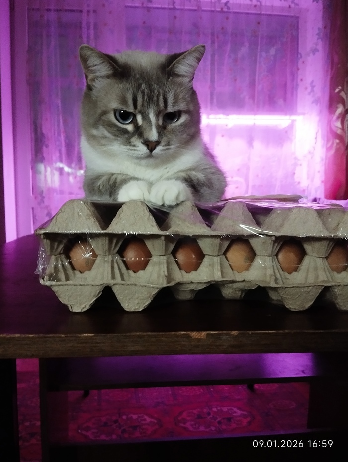 ظ� ������� ���� ����������