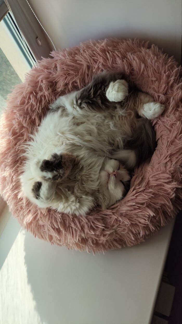 ������ ����������