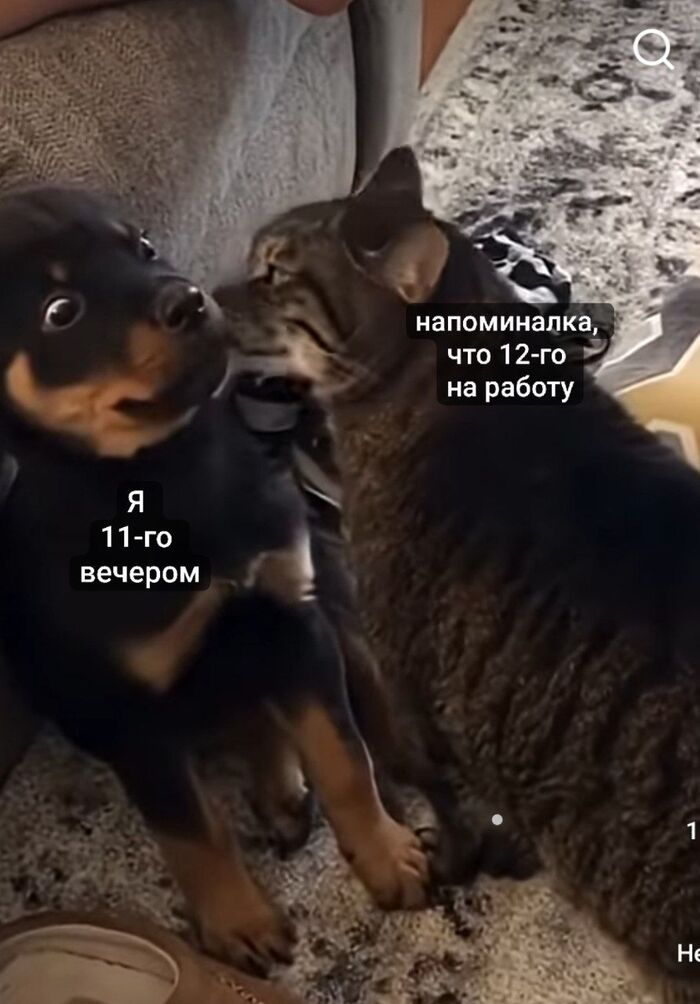 Котопёс