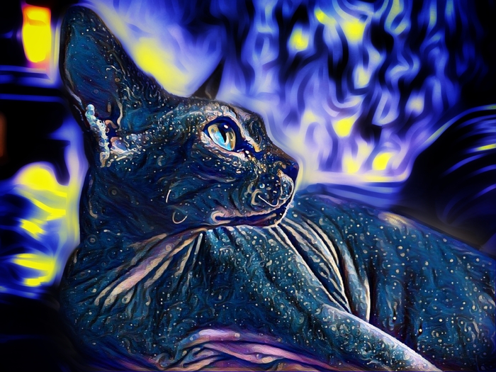 Звёздный кот