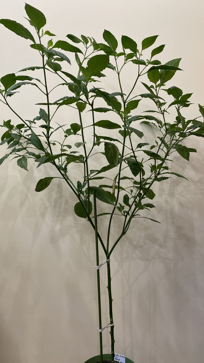 ������� � ���������