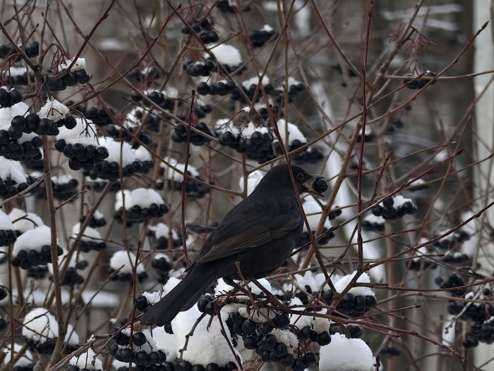 Самочка Черного Дрозда не отстает