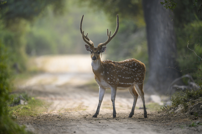 От охоты к фотоохоте