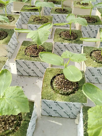 Mineral wool (agrowool) for hydroponic plant growing. Features, nuances, and subtleties. - Longpost, Vertical Truss, Hydroponics, Mineral cotton, My