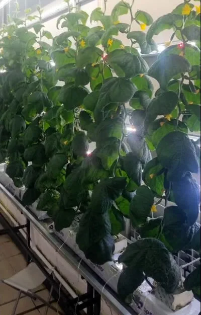 Mineral wool (agrowool) for hydroponic plant growing. Features, nuances, and subtleties. - Longpost, Vertical Truss, Hydroponics, Mineral cotton, My