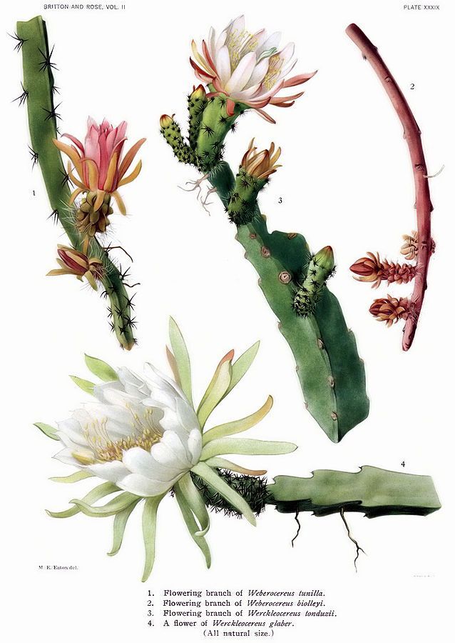���� �. ����. ����������� �� ����� �The Cactaceae�, 1912 �. ���� � ����� <!--noindex--><a href="https://pikabu.ru/story/botanicheskiy_illyustrator_m_ye_iton_13589450?u=http%3A%2F%2Fpinterest.com&t=pinterest.com&h=2ff2c69448f2e8e1907ad321a6afe8f2b378d982" title="http://pinterest.com" target="_blank" rel="nofollow noopener">pinterest.com</a><!--/noindex-->.