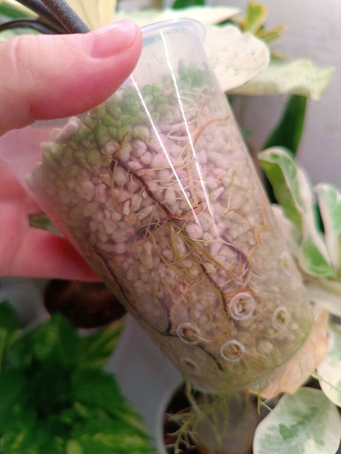 Brandywine ���� � �������