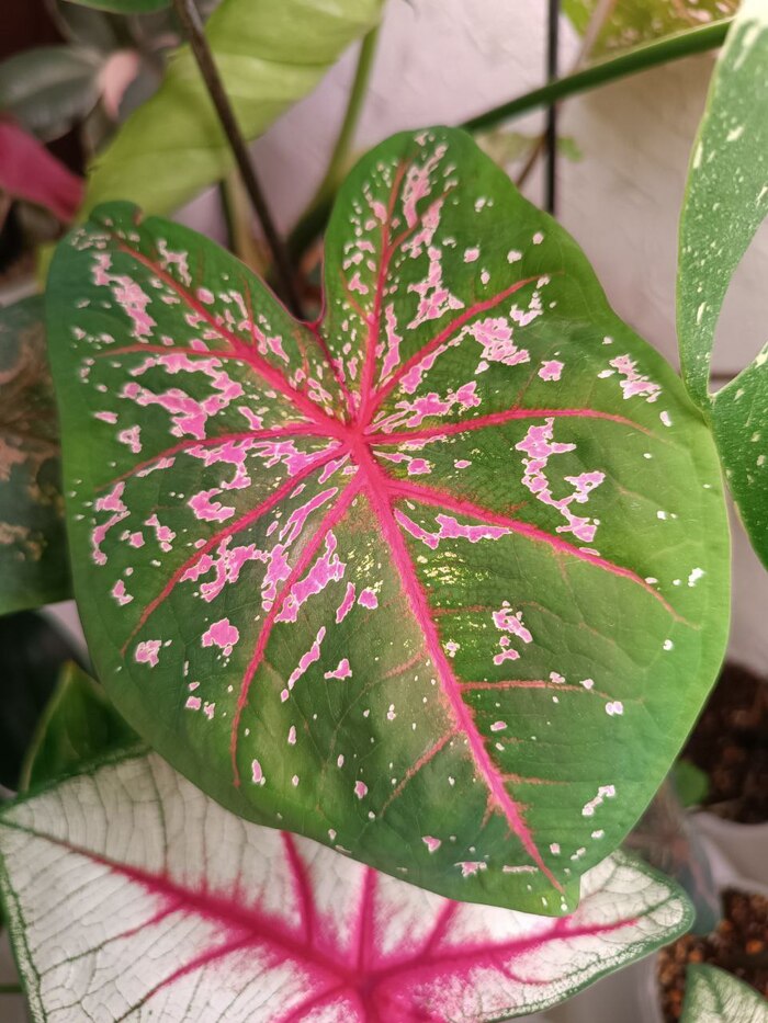 ������� ���� - ���� Pink Beauty 