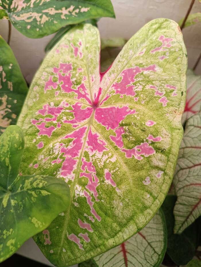 ���� Seafoam Pink 