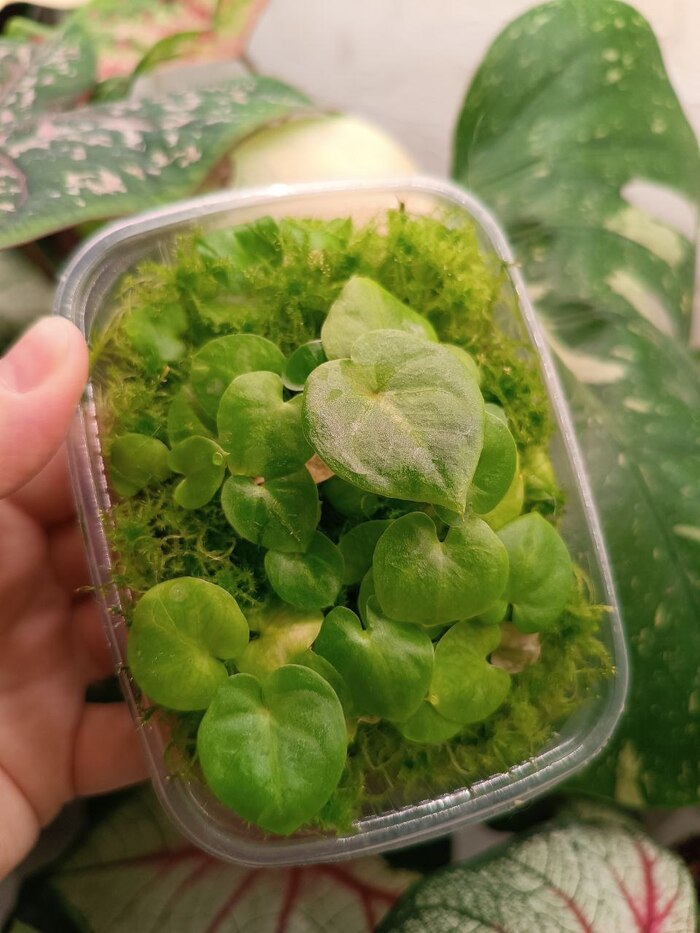 ��� ������ ����������