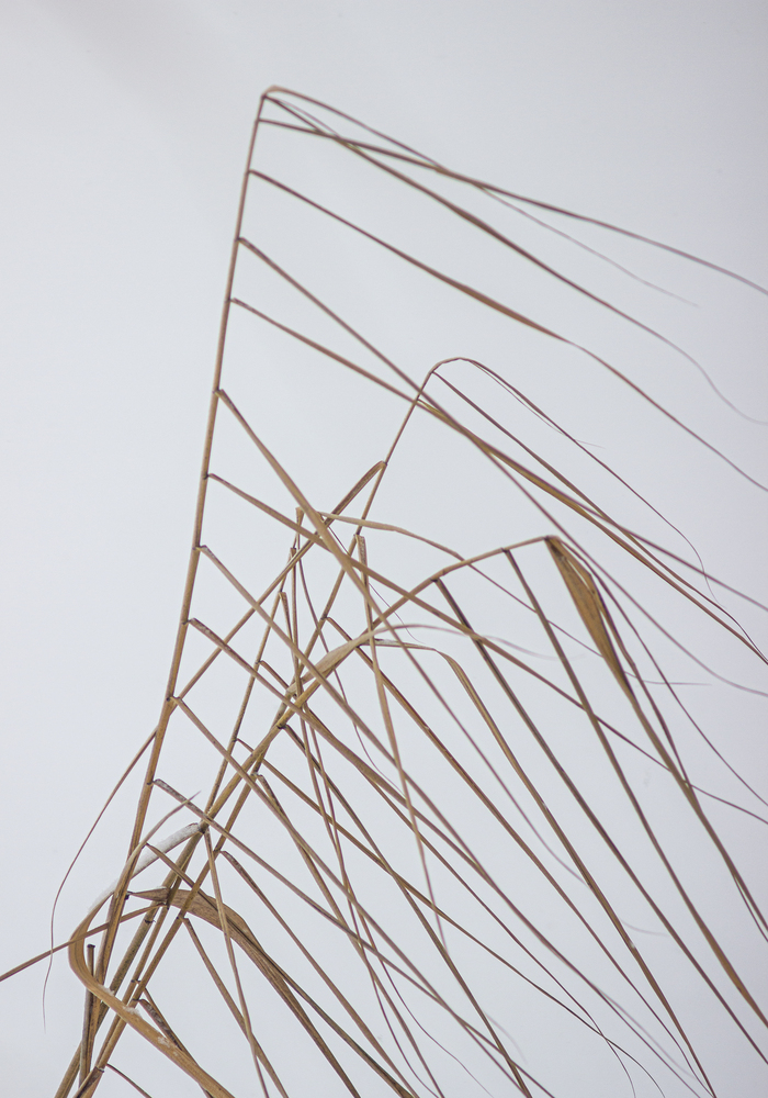 ������ ����