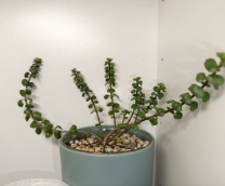 ��� ��������