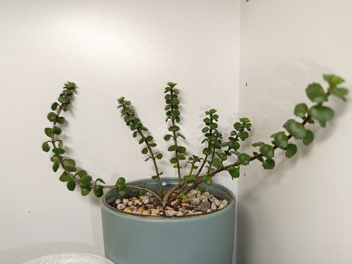 ���� �� 12 ������