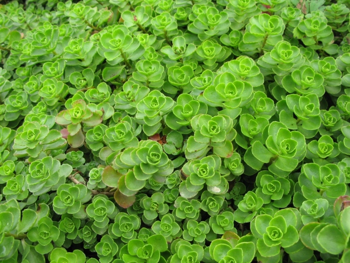 ��������: <!--noindex--><a href="https://pikabu.ru/story/ochitok_lozhnyiy__odin_iz_samyikh_lyubimyikh_sukkulentov_13589763?u=https%3A%2F%2Falexsad.ru%2Fkatalog%2Fochitok%2Fochitok-lozhnyy%2F&t=https%3A%2F%2Falexsad.ru%2Fkatalog%2Fochitok%2Fochitok-lozhnyy%2F&h=0a11e9cd4df2ed59e771a91c510ebb721a9a0db6" title="https://alexsad.ru/katalog/ochitok/ochitok-lozhnyy/" target="_blank" rel="nofollow noopener">https://alexsad.ru/katalog/ochitok/ochitok-lozhnyy/</a><!--/noindex-->