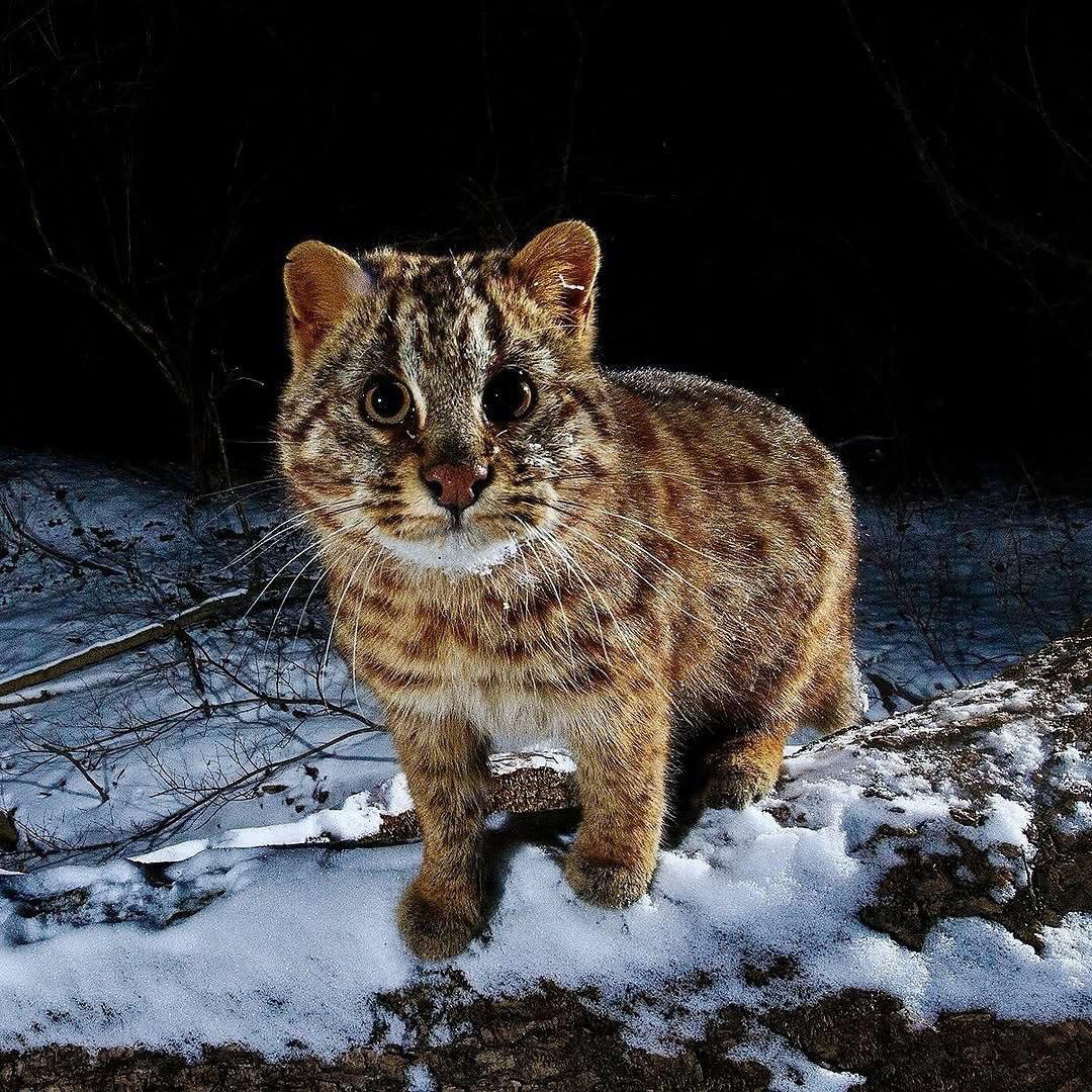 Встречайте самого очаровательного жителя тайги! - Дикие животные, Тайга, Приморский край, Животные, Милота, Факты, Telegram (ссылка), Длиннопост, Семейство кошачьих, Дальневосточный лесной кот, Повтор