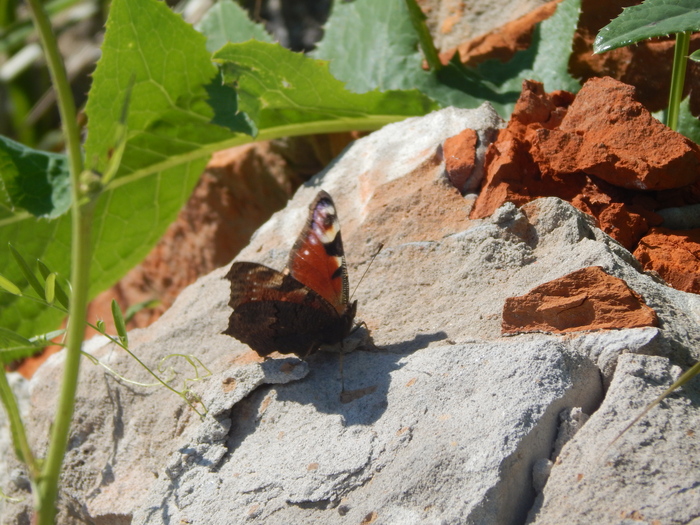 ���� �� ����� ����� ����������� - ������� �������� ����. ��������� ���������. ����������� ������ ������, � ����� ����� � ������ ������. � ���� ����� ������ 2 ���������, ������ �� ��� ������ �������� � ����������� ������ ������ � ����� �����-������.