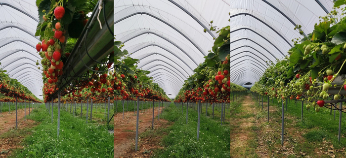 Технология Table Top (ягодные тоннели и высокие столбы, они же малообъемная гидропоника)