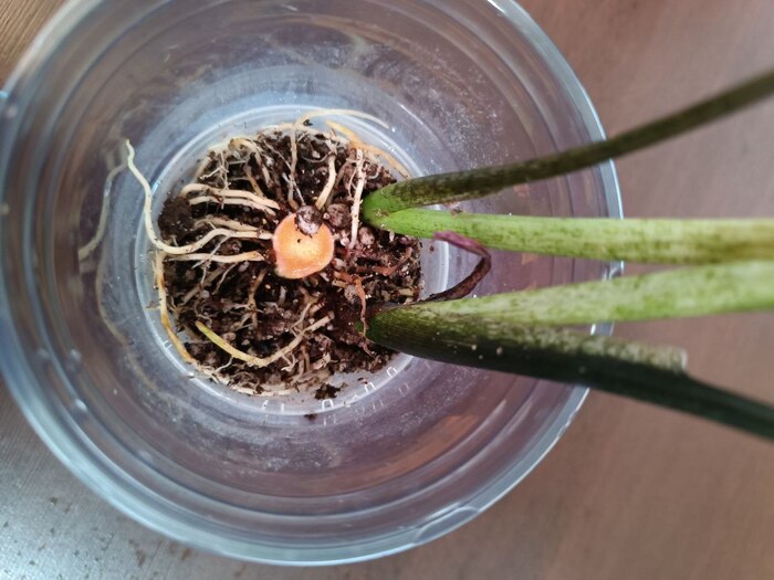 ��� �������� 