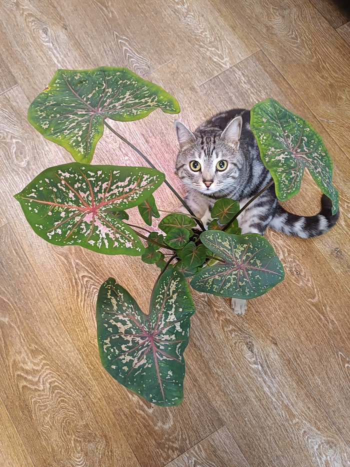 �������� Pink Beauty ( ��� ������ �����, ���� �������� ���-�� �� ����.. �� ����� ��������, �� �� ���🐱)