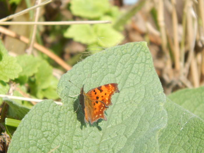 ��� ��, ���������� ������.