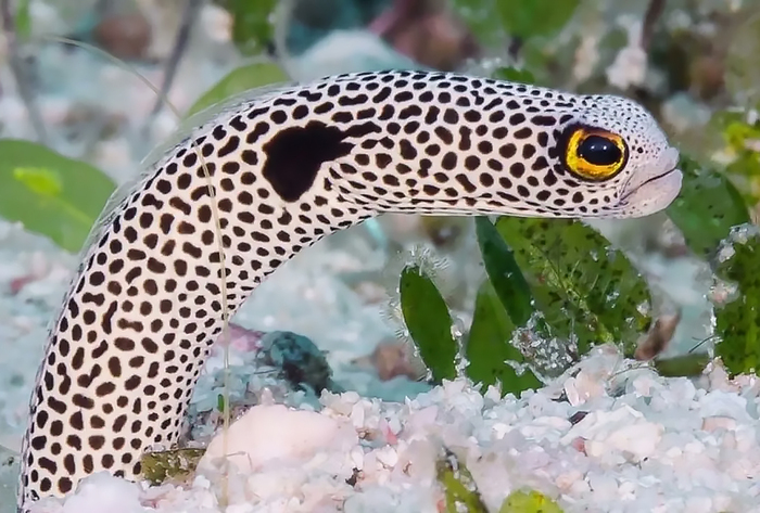 ��������� ������� ����� (Heteroconger hassi)