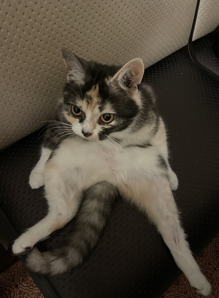 ��� �����?, ��������?