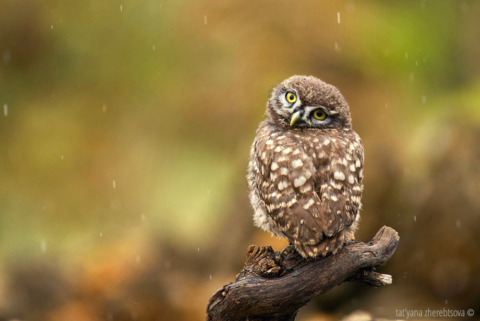 � ��������� ����������...