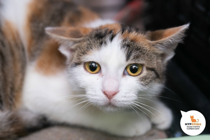 Котёнок-девочка Леяна, 10 месяцев, с передержки.