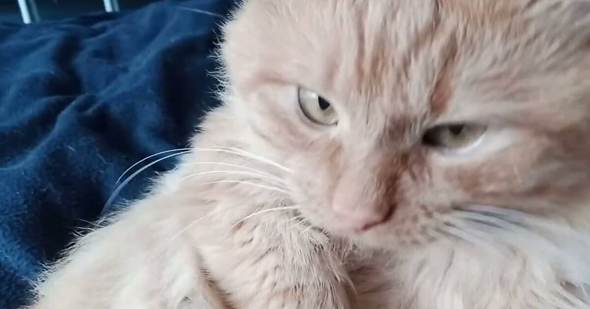 Мой наглый рыжий кот - Моё, YouTube, Нидерланды (Голландия), Короткие видео, Европа, Коты и собаки вместе, Видео