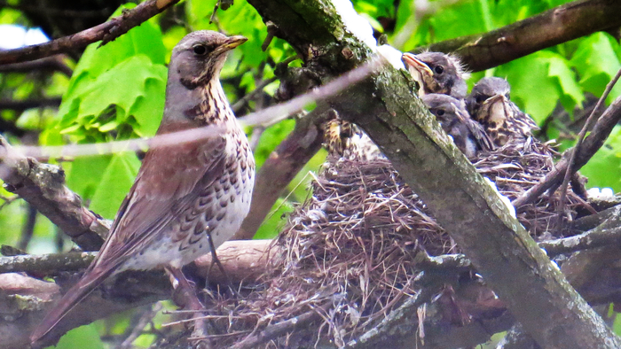 ������ ������� ����������