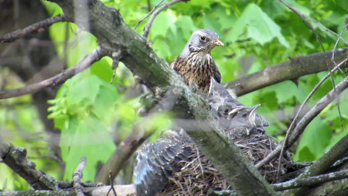 ������ ������� ����������