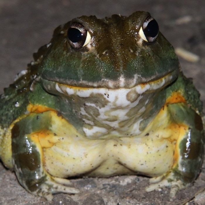 ������ �������