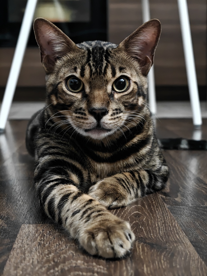 � 38 ��� �������