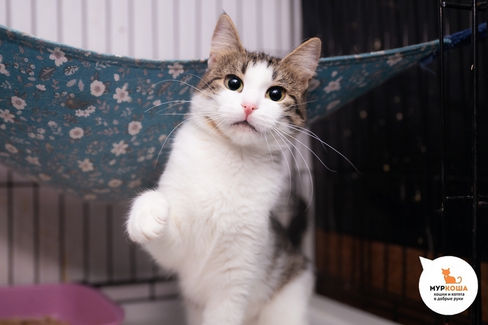 Кошка Айлиша, 1 год, приехала из Донецка.