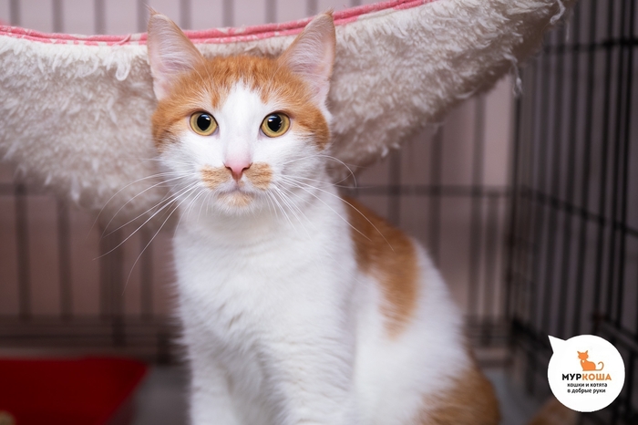 Кот Гугуся, 1 год, найден на улице. Диагностирован ВЛК. Пристраивается единственным котиком или в семью с кошками-носителями ВЛК. Обращаем внимание, что ВЛК не опасен для человека и животных других видов и не передаётся им.