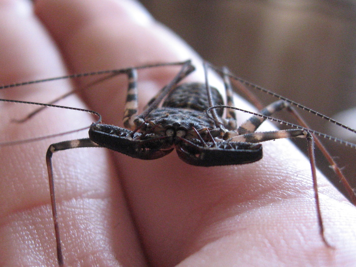 ����� ������� �5