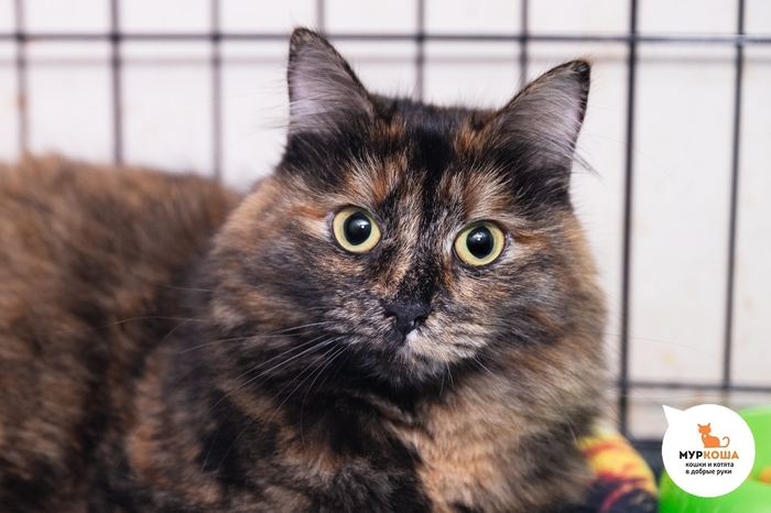 Кошка Сотира, 3 года, найдена на парковке. Кошечка "спинальница”, требуется особый уход.